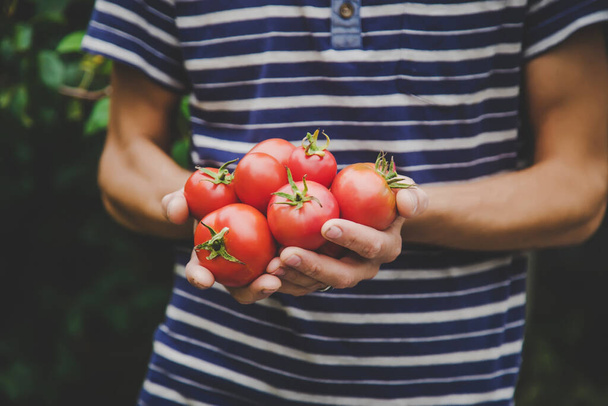 harvest of tomatoes in the hands of a man. Selective focus.nature - Foto, Bild
