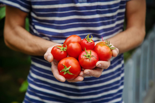 oogst van tomaten in de handen van een man. Selectieve focus.nature - Foto, afbeelding