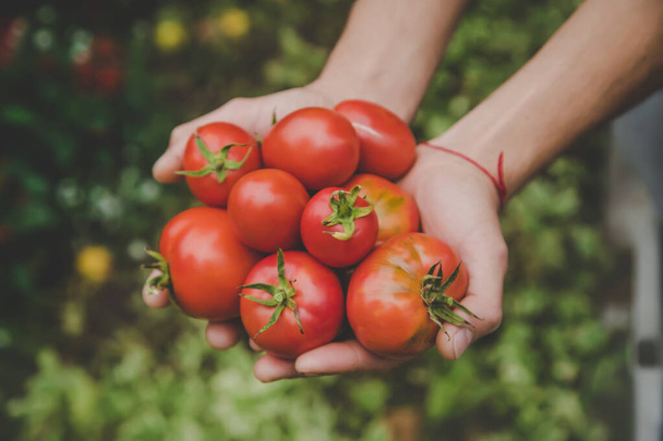 récolte de tomates entre les mains d'un homme. Concentration sélective.nature - Photo, image
