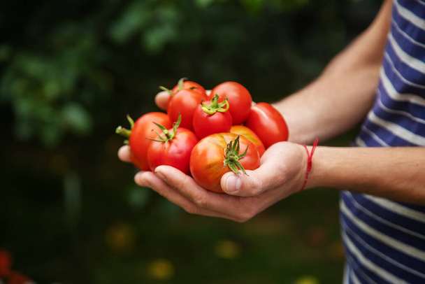 男の手にトマトの収穫。選択的焦点。自然 - 写真・画像