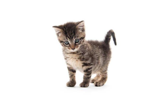 Cute bbay tabby kitten isolated on white background - Foto, immagini