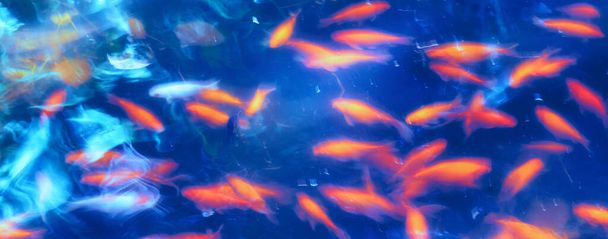 Blurred abstract background image. Golden fish swimming against blue abstract background. - Zdjęcie, obraz