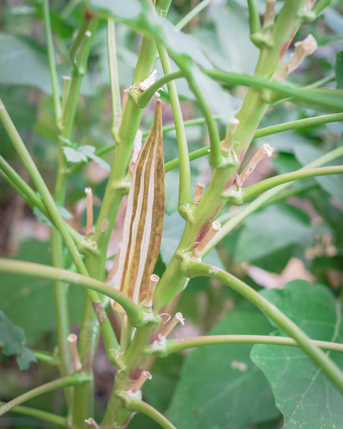 Organic okra pod volwassen en droog op de plant voor het opslaan van zaden in de achtertuin bij Dallas, Texas, USA - Foto, afbeelding