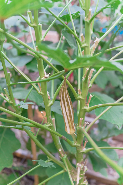 Органический стручок окры созревает и высыхает на растении для сохранения семян на заднем дворе сада недалеко от Далласа, Техас, США - Фото, изображение