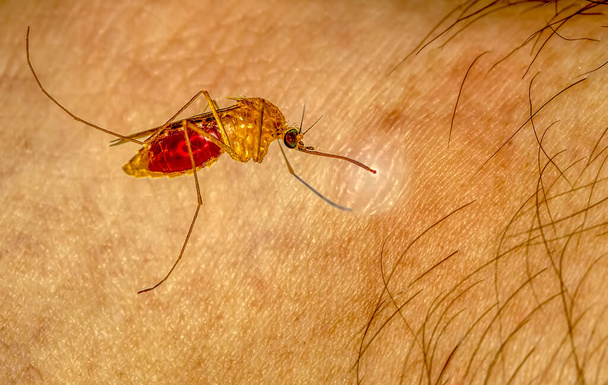 Kan emen bir sivrisineğin yakın çekimi. - Fotoğraf, Görsel