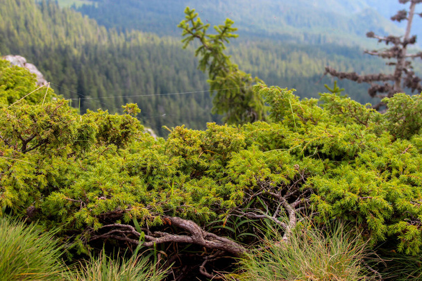 Κλαδιά πεύκου στα βουνά με φόντο το δάσος - Φωτογραφία, εικόνα