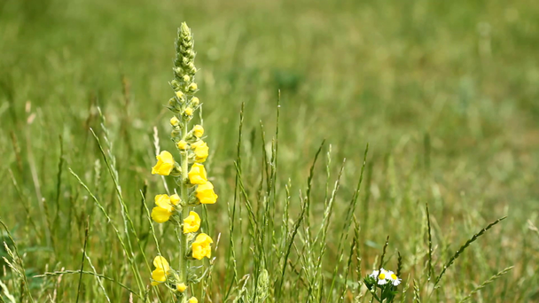 gelbe Blüten der Königskerze - Filmmaterial, Video