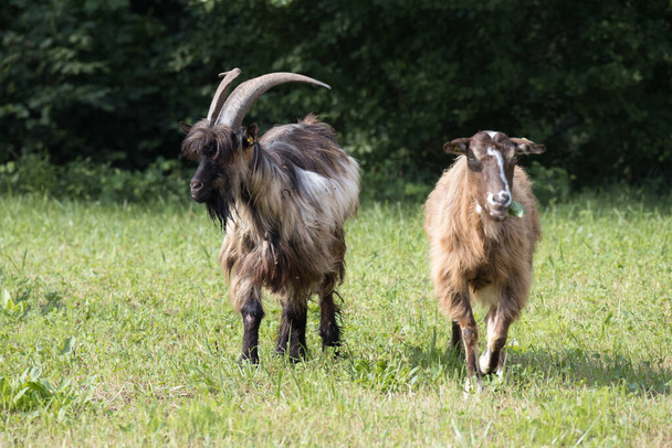 Domesticated goats wandering around the pasture in Torre de' Roveri Italy - Photo, Image