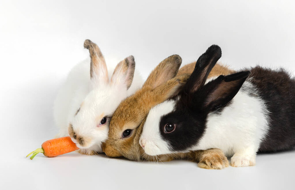 Tre simpatici conigli di colore diverso e una carota fresca su sfondo bianco. Alimentazione animale. - Foto, immagini