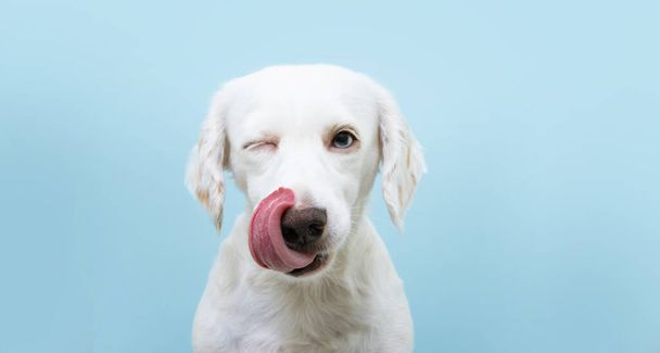 Hungry funny puppy dog licking its nose with tongue out and winking one eye closed. Isolated on blue colored background. - Fotó, kép