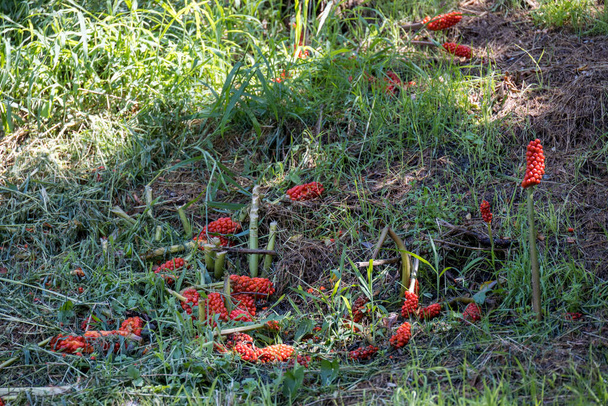 Arum salvaje italiano fructificando en el campo italiano - Foto, Imagen