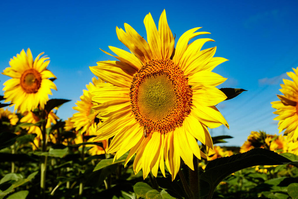 Поле квітучих соняшників на тлі блакитного неба
 - Фото, зображення