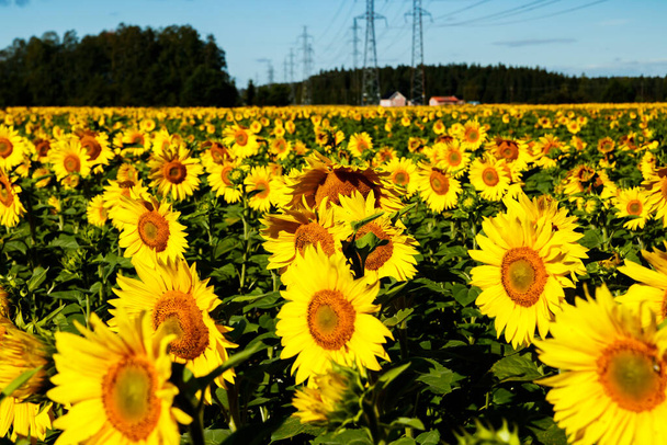 Pole kvetoucích slunečnic na pozadí modré oblohy a elektrického vedení - Fotografie, Obrázek