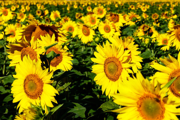 Wielkie pole kwitnących żółtych słoneczników w lecie - Zdjęcie, obraz