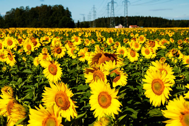 Поле квітучих соняшників на тлі блакитного неба та лінії електропередач
 - Фото, зображення