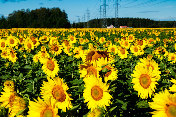 Поле квітучих соняшників на тлі блакитного неба та лінії електропередач
 - Фото, зображення
