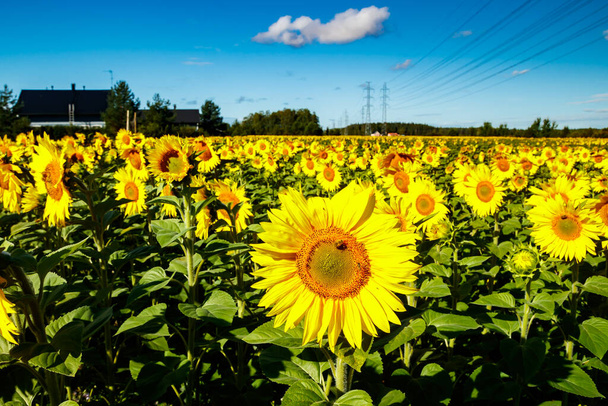 Pole kvetoucích slunečnic na pozadí modré oblohy a elektrického vedení - Fotografie, Obrázek