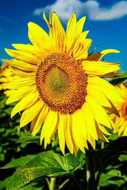 Blooming sunflower on a background of blue sky - Photo, Image