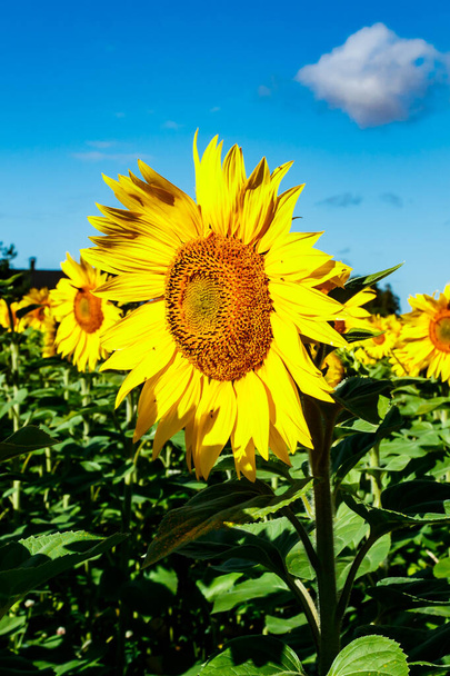 Bloeiende zonnebloem op een achtergrond van blauwe lucht - Foto, afbeelding