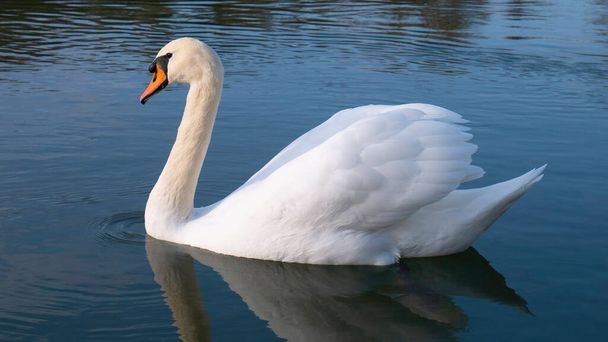 White swan on blue water - Photo, Image
