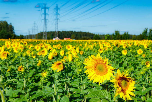 Feld blühender Sonnenblumen vor blauem Himmel und Hochspannungsleitung - Foto, Bild