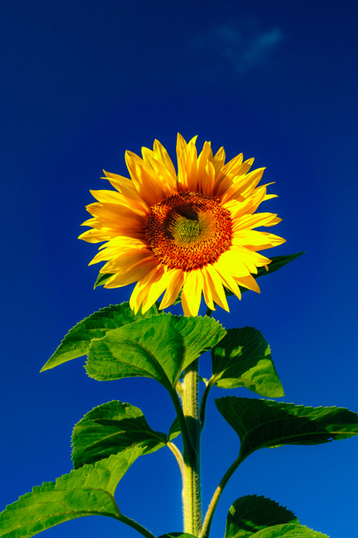Kwitnący słonecznik na tle błękitnego nieba - Zdjęcie, obraz