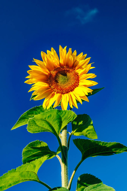 Kwitnący słonecznik na tle błękitnego nieba - Zdjęcie, obraz