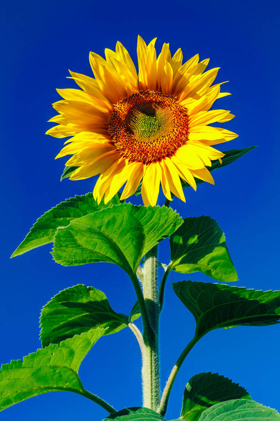 Квітучий соняшник на фоні блакитного неба
 - Фото, зображення