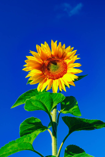 Kvetoucí slunečnice na pozadí modré oblohy - Fotografie, Obrázek