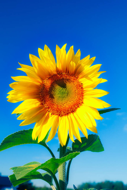 Квітучий соняшник на фоні блакитного неба
 - Фото, зображення