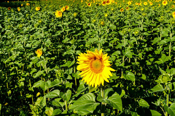 Велике поле квітучих жовтих соняшників влітку
 - Фото, зображення