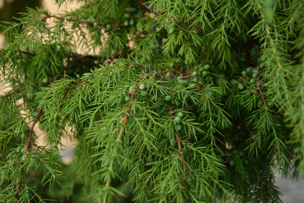 Enebro. Juniperus communis. Las ramas de un enebro. Bayas de enebro. Primer plano. Jardín. - Foto, Imagen