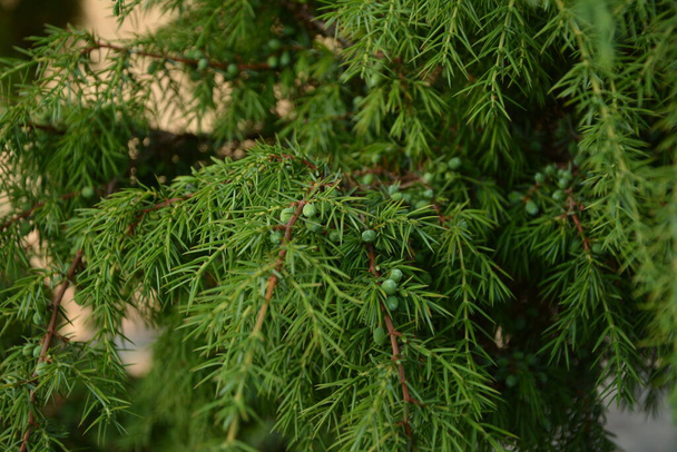Juniper. Juniperus communis. The branches of a juniper. Juniper berries. Close-up. Garden. - Photo, Image