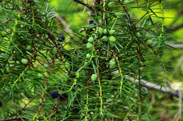 Kataja. Juniperus communis. Juniorin oksat. Katajanmarjoja. Lähemmäs. Puutarha. - Valokuva, kuva