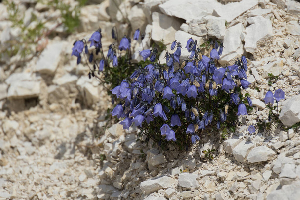 Bellflower (Campanula cochleariifolia) growing wild in the Dolomites - Photo, Image