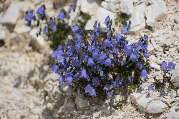 Bellflower (Campanula cochleariifolia) crescendo selvagem nas Dolomitas - Foto, Imagem