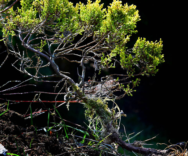 Una pianta erica appare simile ad un albero, frattali in natura.  - Foto, immagini