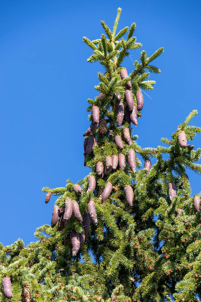 Abundância de cones de pinheiro em um pinheiro nas Dolomitas - Foto, Imagem