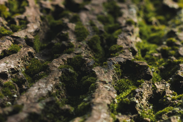 Зеленый мох на коре дерева. Макро фото с солнечным светом - Фото, изображение