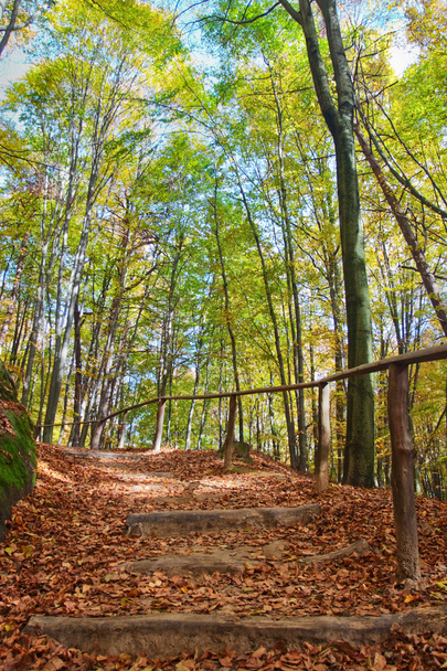 Wooden stairs on a hill in an autumnal forest - Foto, Imagen