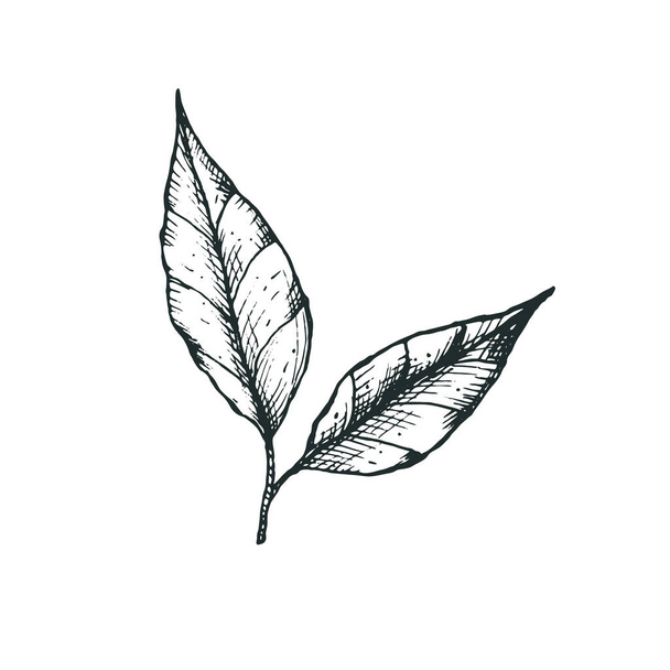 Vector illustration with a branch and 2 green tea leaves in a freehand drawing style. For logo, icon or packaging design - Vector, imagen