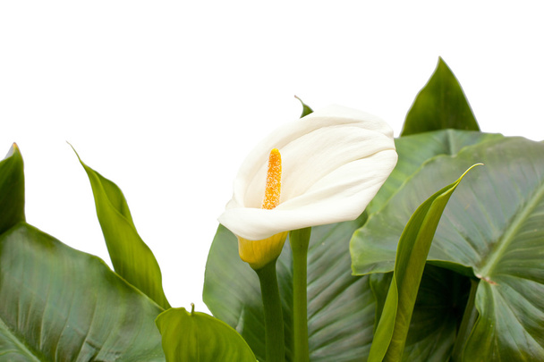 λευκά κρινάκια calla με φύλλο - Φωτογραφία, εικόνα