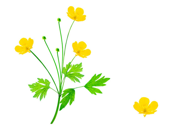 Yellow wildflowers buttercup isolated on white background. flower Ranunculus acris - Foto, Imagen