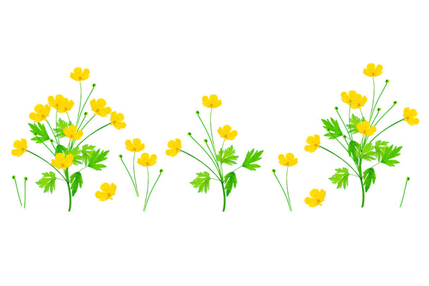 白い背景に孤立した黄色の野花のバターカップ。花をセット - 写真・画像