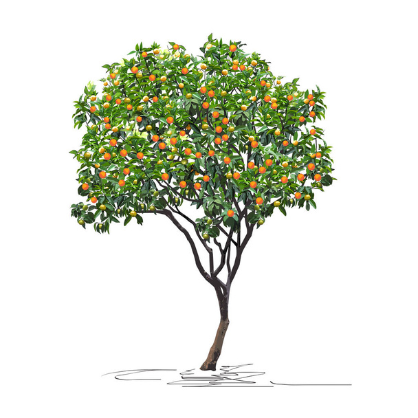 Young tangerine tree (Citrus reticulata L.) with mature fruits, Chinese New Year, color vector image on white background - Vetor, Imagem