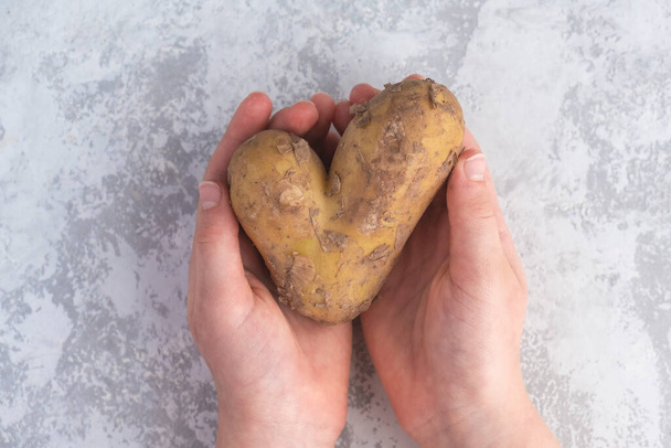 Άσχημη ή παραμορφωμένη πατάτα σε σχήμα καρδιάς στα χέρια ενός μικρού κοριτσιού. Όχι σπατάλη τροφής. Μοντέρνα άσχημα λαχανικά, οικολογική έννοια - Φωτογραφία, εικόνα