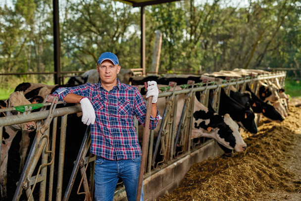 agricultor está trabalhando na fazenda com vacas leiteiras - Foto, Imagem