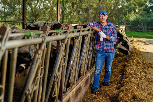 A gazda tejelő tehenekkel dolgozik a gazdaságban. - Fotó, kép