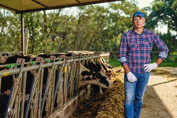 A gazda tejelő tehenekkel dolgozik a gazdaságban. - Fotó, kép