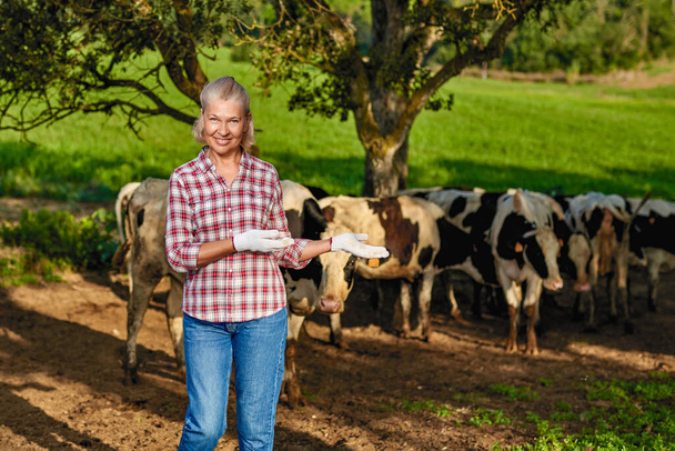 Agricoltore donna sta lavorando in azienda con vacche da latte - Foto, immagini
